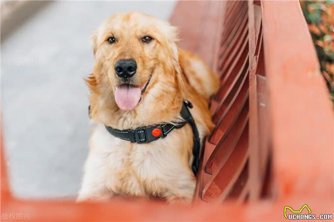 贵宾犬好还是金毛犬好?说实话，两个我都想养