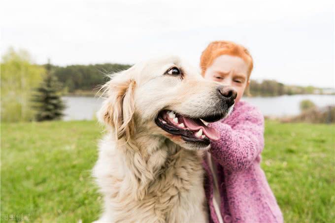 贵宾犬好还是金毛犬好?说实话，两个我都想养