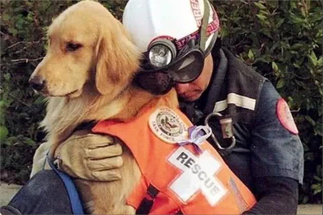 贵宾犬好还是金毛犬好?说实话，两个我都想养