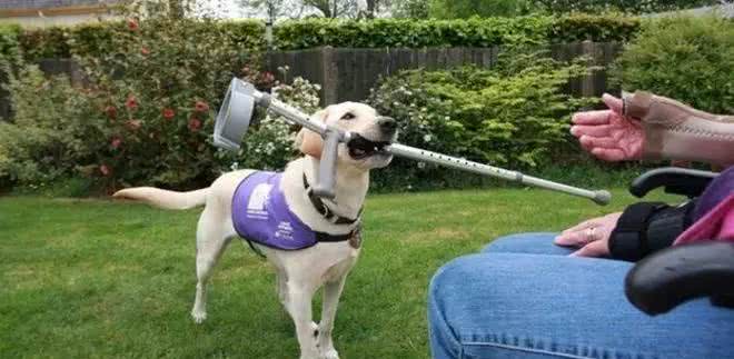 不止有漂亮脸蛋的狗狗，救援护卫导盲处处有它们的身影—服务犬