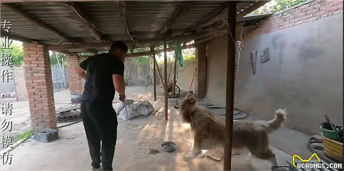 全网人仗狗势第一人，豫西小丁治理狗场的秘诀竟是一只罗威纳?
