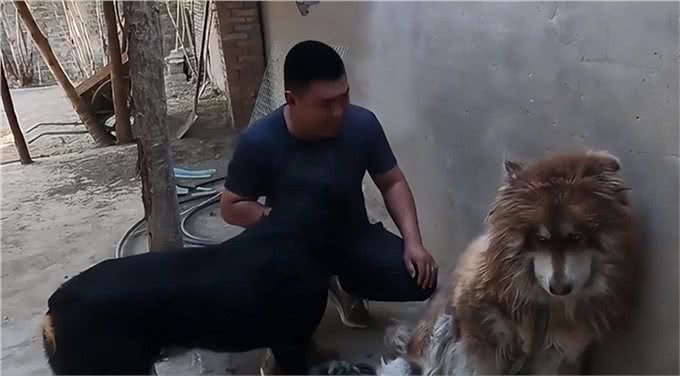 全网人仗狗势第一人，豫西小丁治理狗场的秘诀竟是一只罗威纳?
