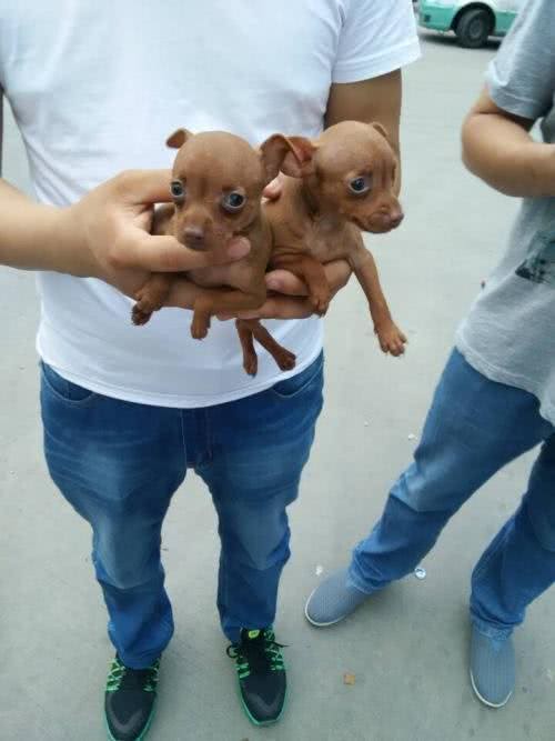 世界最小的狗小鹿犬，你见过吗?