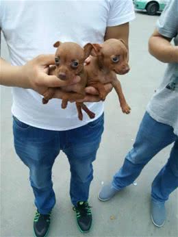 世界最小的狗小鹿犬，你见过吗?