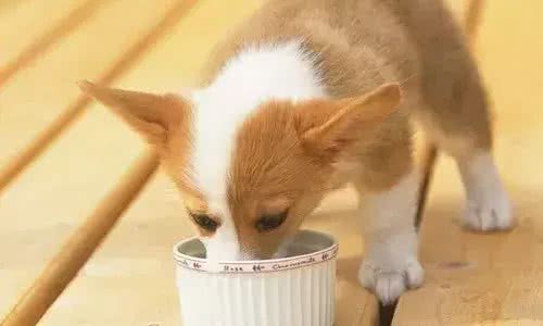 冬天给狗狗加热食物?您逗我呢吧!