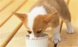 冬天给狗狗加热食物?您逗我呢吧!