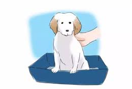 教你如何训练小狗如厕（2种方法）