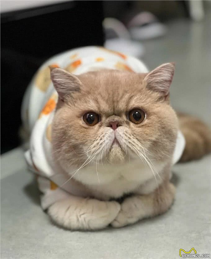 猫中智商排名:前三和后三，你意想不到!