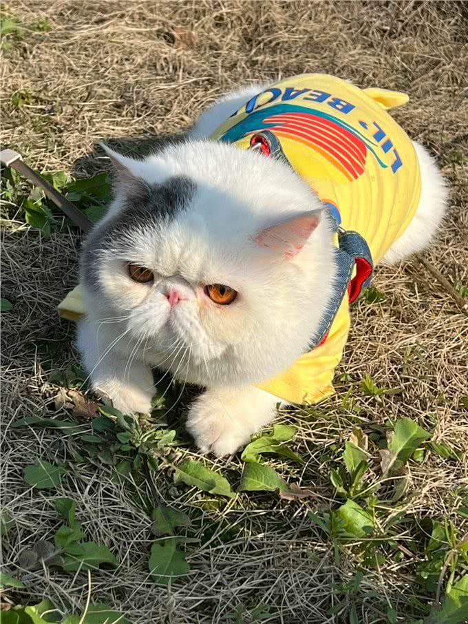 猫中智商排名:前三和后三，你意想不到!