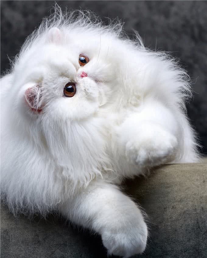 猫中智商排名:前三和后三，你意想不到!