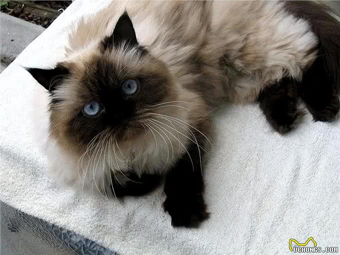 猫中智商排名:前三和后三，你意想不到!