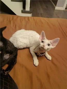 猫中智商排名:前三和后三，你意想不到!