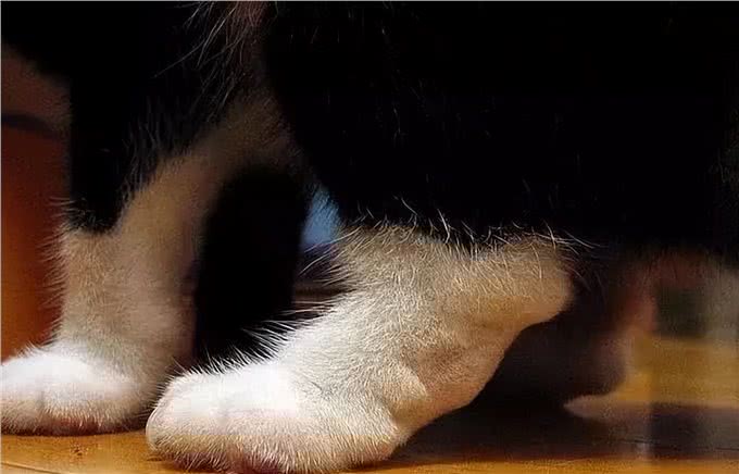 住手，不要再给猫狗长期喂食动物肝脏了!不然中毒没商量