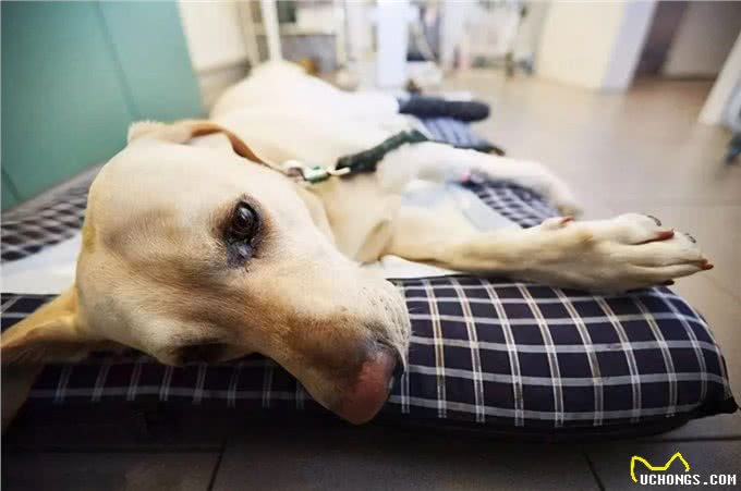 住手，不要再给猫狗长期喂食动物肝脏了!不然中毒没商量
