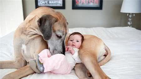 先看看孩子养狗的好处和坏处对比，再决定家庭要不要养狗