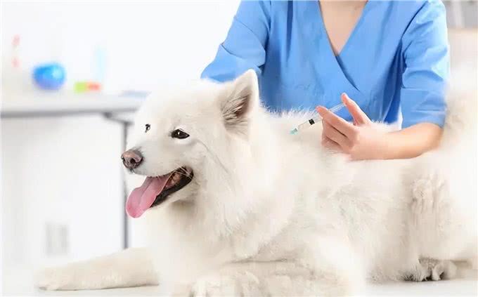 养狗久了才明白，狗狗拿头拱人，其实是在暗示这几个意思!