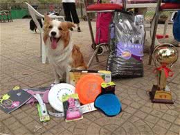 被弃养的米克斯安乐死前一天被领养，现在的它是飞盘狗大赛冠军