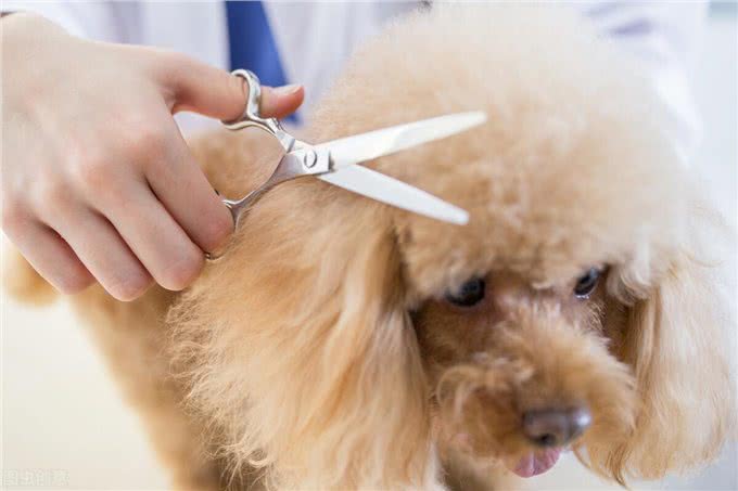 狗狗夏天有多怕热你知道吗?如何给它们消暑呢?