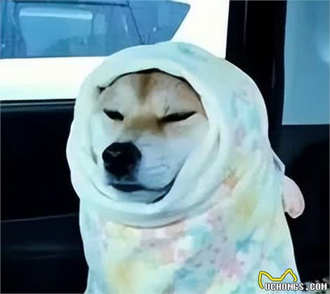 狗狗冬日户外玩乐攻略，陪你的毛孩共度温馨冬季!