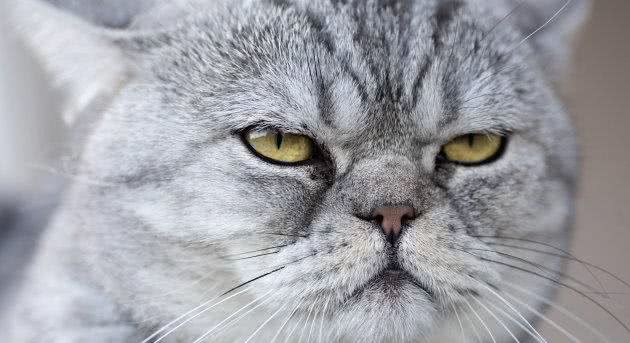 科普|给猫咪测量体温的正确方法
