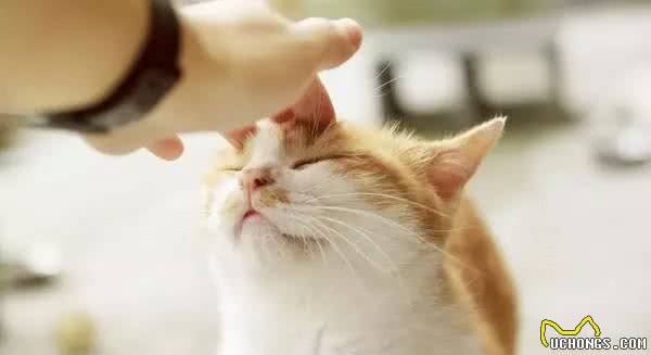 科普|给猫咪测量体温的正确方法