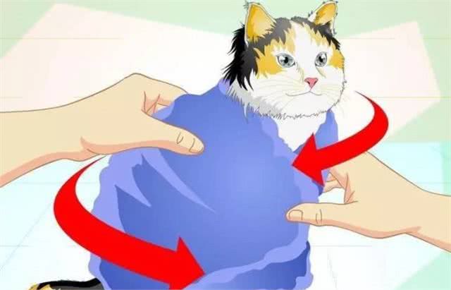 科普|给猫咪测量体温的正确方法