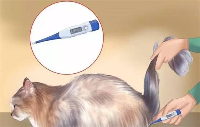 科普|给猫咪测量体温的正确方法