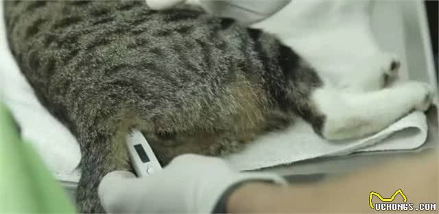 科普|给猫咪测量体温的正确方法