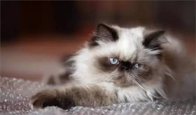 科普|给猫咪测量体温的正确方法