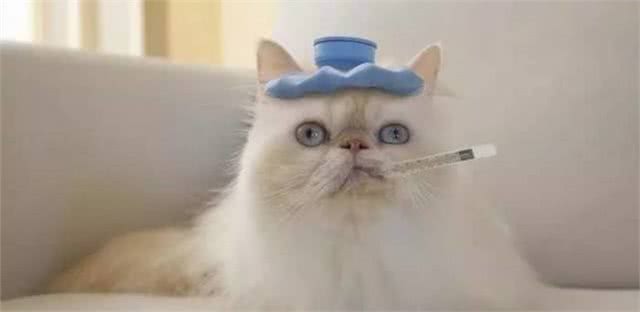 科普|给猫咪测量体温的正确方法