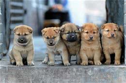 低血糖病症不可忽视，那么造成狗狗低血糖的原因都有哪些?