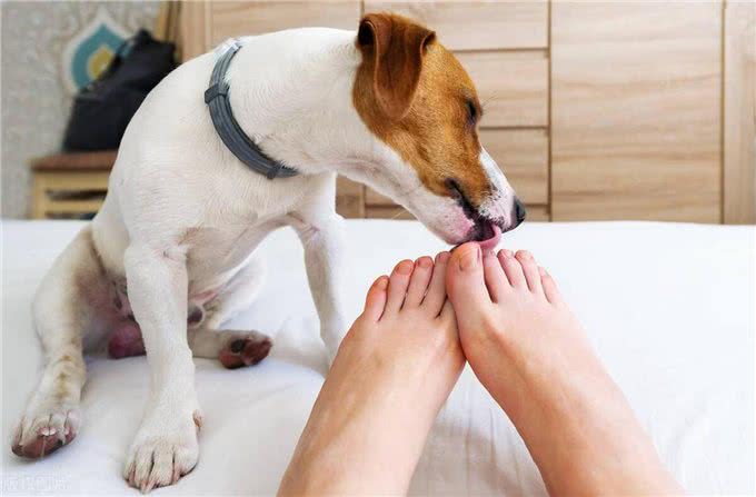 狗狗的舔言蜜语，你知道多少?揭秘背后的真相!