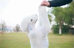 驯狗六大实用方法完全公开