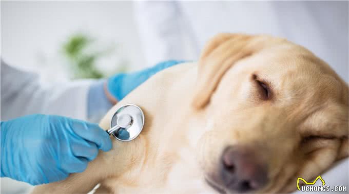 辟谣：母犬腹部增大，乳房增大是怀孕了?并非如此，有可能是假孕