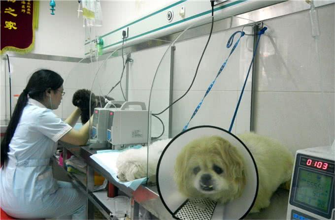 辟谣：母犬腹部增大，乳房增大是怀孕了?并非如此，有可能是假孕