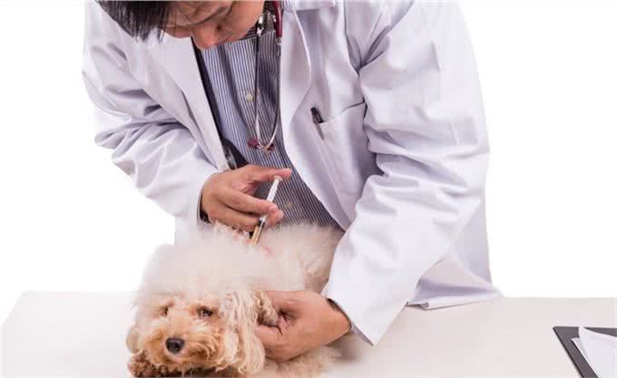 辟谣：母犬腹部增大，乳房增大是怀孕了?并非如此，有可能是假孕
