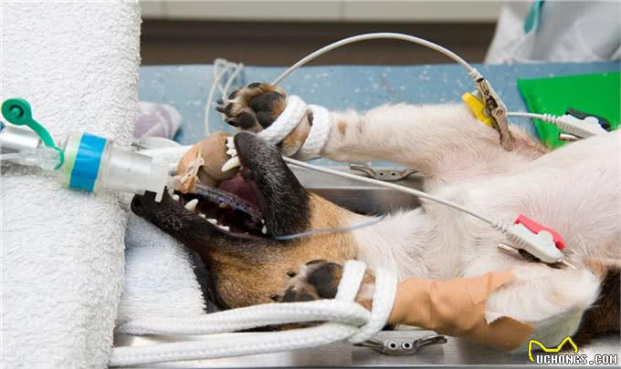 辟谣：母犬腹部增大，乳房增大是怀孕了?并非如此，有可能是假孕