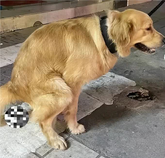 狗狗拉粑粑时总是斜眼看着你，你绝对想象不到的原因