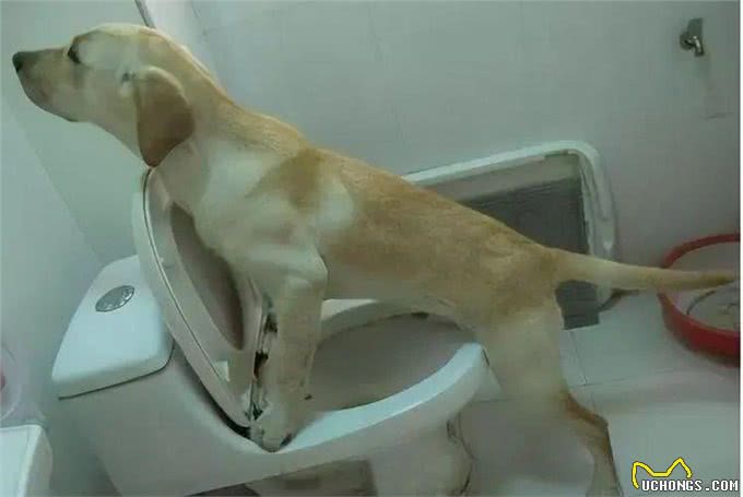 狗狗拉粑粑时总是斜眼看着你，你绝对想象不到的原因