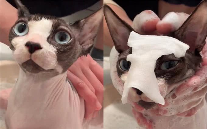 为什么不建议养无毛猫，有这6个理由，看完还想养吗?