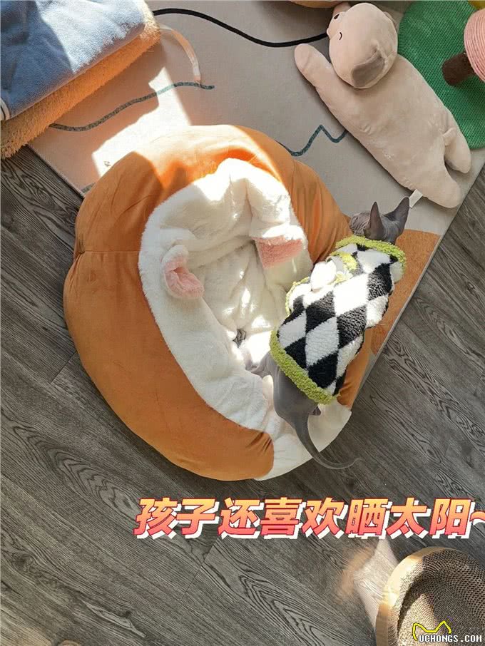 为什么不建议养无毛猫，有这6个理由，看完还想养吗?