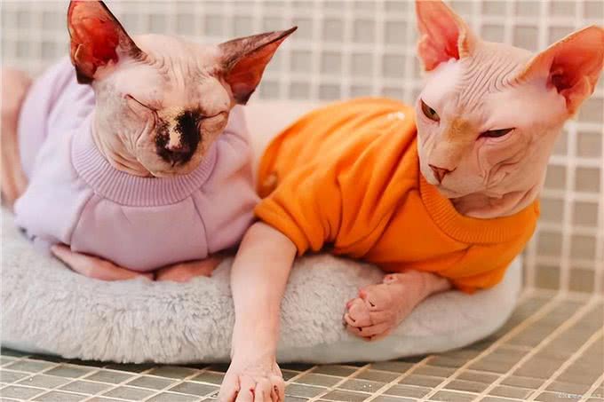 为什么不建议养无毛猫，有这6个理由，看完还想养吗?