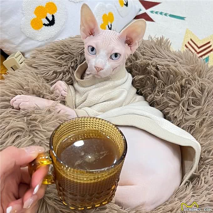 为什么不建议养无毛猫，有这6个理由，看完还想养吗?