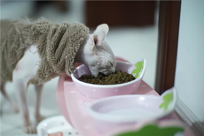 为什么不建议养无毛猫，有这6个理由，看完还想养吗?