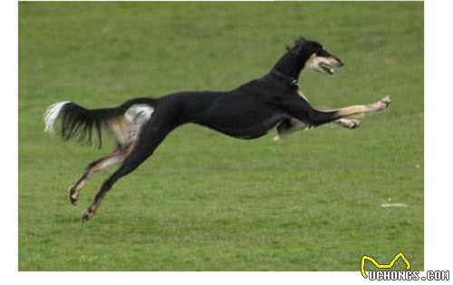 世界上最贵的六种犬