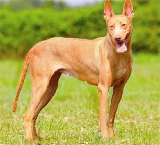 世界上最贵的六种犬