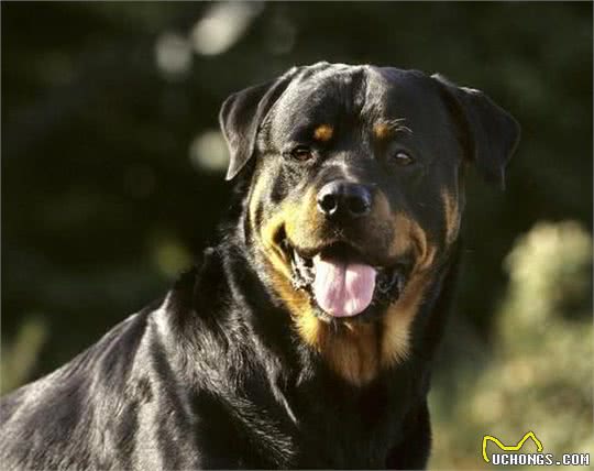 世界上最贵的六种犬