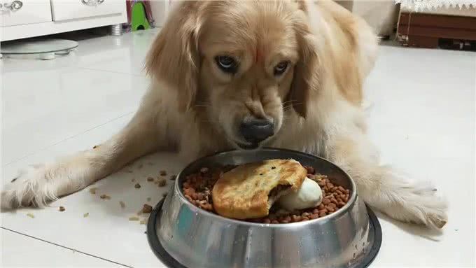 狗狗护食严重，打一顿就好了?
