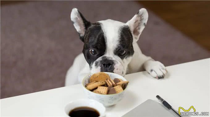 狗狗护食严重，打一顿就好了?
