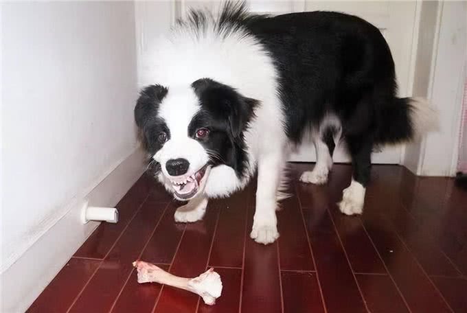 狗狗护食严重，打一顿就好了?